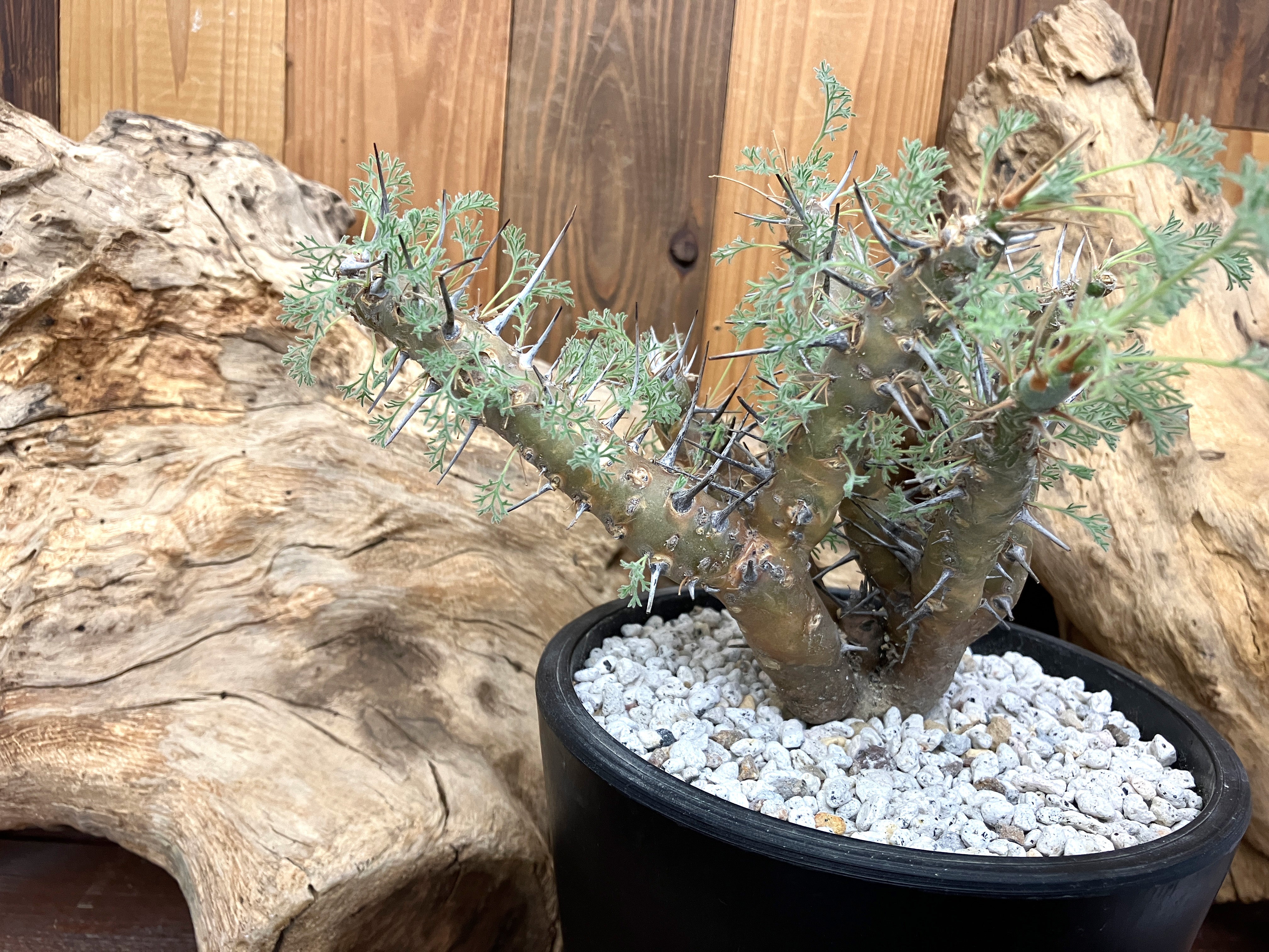 冬型の塊根植物（Caudex）とは？ – アぺロ・ヒュ―レ