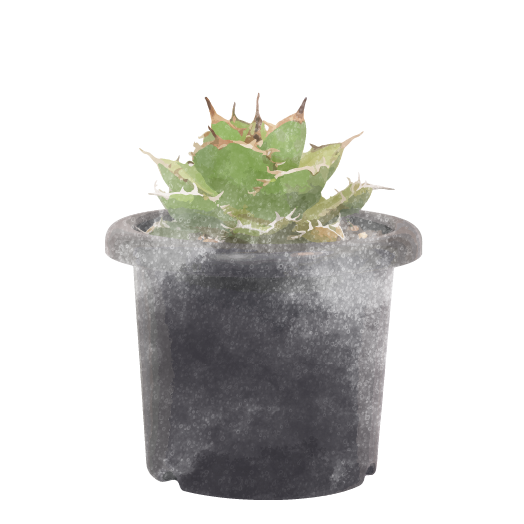 アガベ – アぺロ・ヒュ―レ