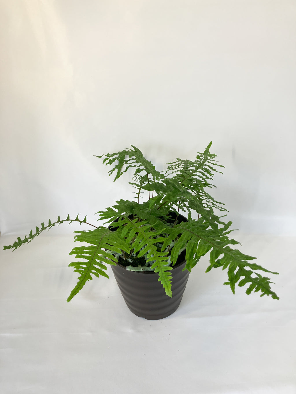 石化台湾 アオネカズラ シダ植物 着生シダ植物 盆栽 ✴︎green earth✴︎ 通販 16847205｜Creema(クリーマ) アオネカズラ