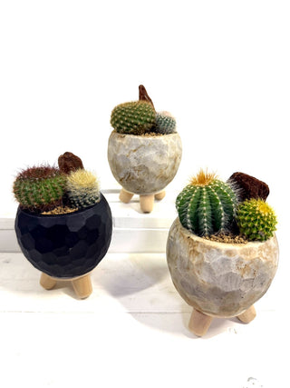 サボテン寄せ植えポット