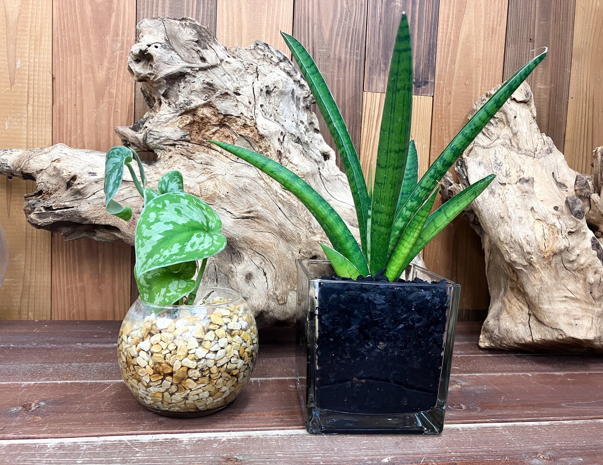 APEROHYLE | 世界のレア植物と昆虫の通販 – アぺロ・ヒュ―レ