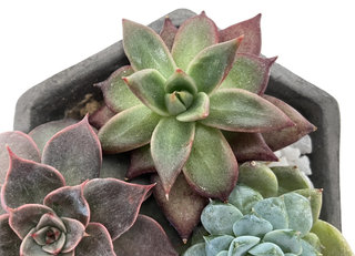 多肉寄せ植え鉢セット