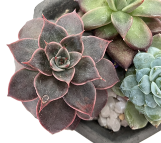 多肉寄せ植え鉢セット