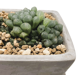 ハオルチア寄せ植え