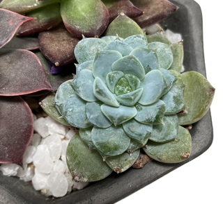 多肉寄せ植え鉢セット