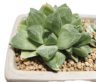 ハオルチア寄せ植え