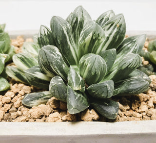 ハオルチア寄せ植え