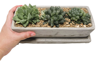ハオルチア寄せ植え