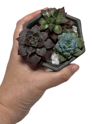 多肉寄せ植え鉢セット