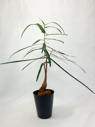 ブラキキトン ルベストリス（ボトルツリー）