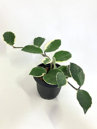 ホヤ　カルノーサ　リップカラー