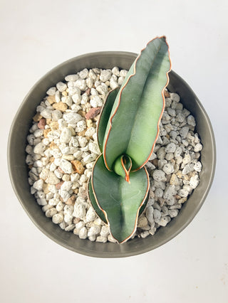 サンセベリア　E.’バナナ’