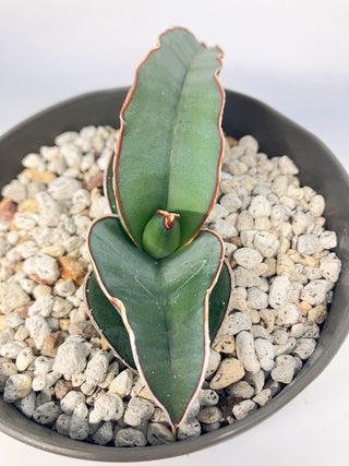 サンセベリア　E.’バナナ’