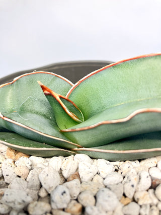 サンセベリア　E.’バナナ’