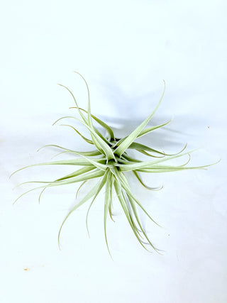 チランジア(ティランジア)　アルビダ