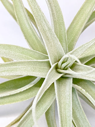 チランジア(ティランジア)　アルビダ