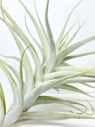 チランジア(ティランジア)　アルビダ