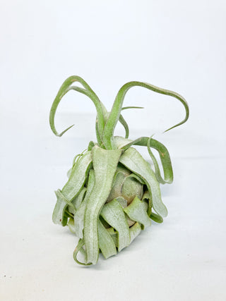 チランジア(ティランジア)　ストレプトフィラ