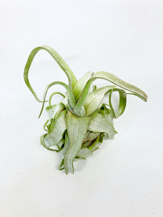 チランジア(ティランジア)　ストレプトフィラ