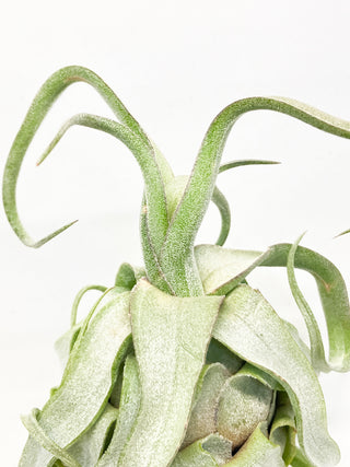 チランジア(ティランジア)　ストレプトフィラ