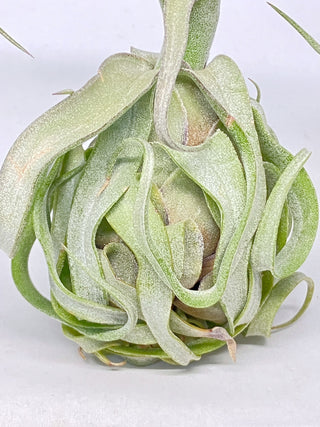 チランジア(ティランジア)　ストレプトフィラ