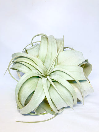 チランジア(ティランジア)　キセログラフィカ