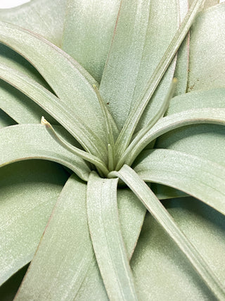 チランジア(ティランジア)　キセログラフィカ