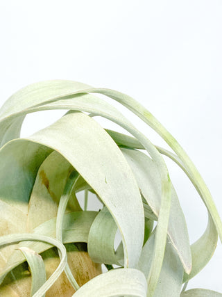 チランジア(ティランジア)　キセログラフィカ