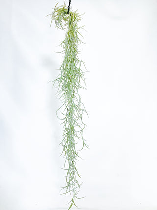 チランジア(ティランジア)　ウスネオイデス