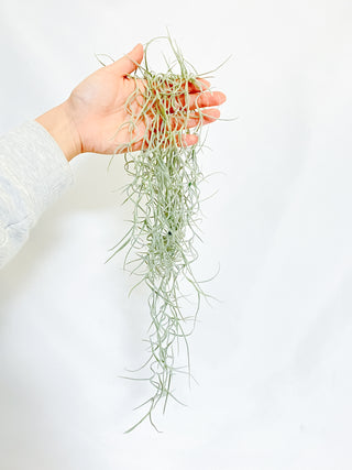 チランジア(ティランジア)　ウスネオイデス