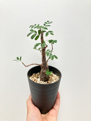 センナ　メリディオナリス