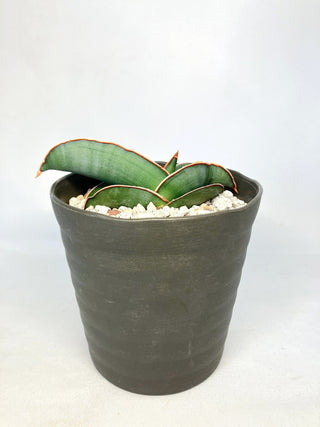 サンセベリア　E.’バナナ’