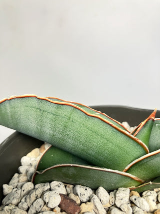 サンセベリア　E.’バナナ’