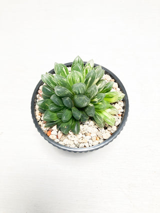 ハオルチア オブツーサ 斑入り