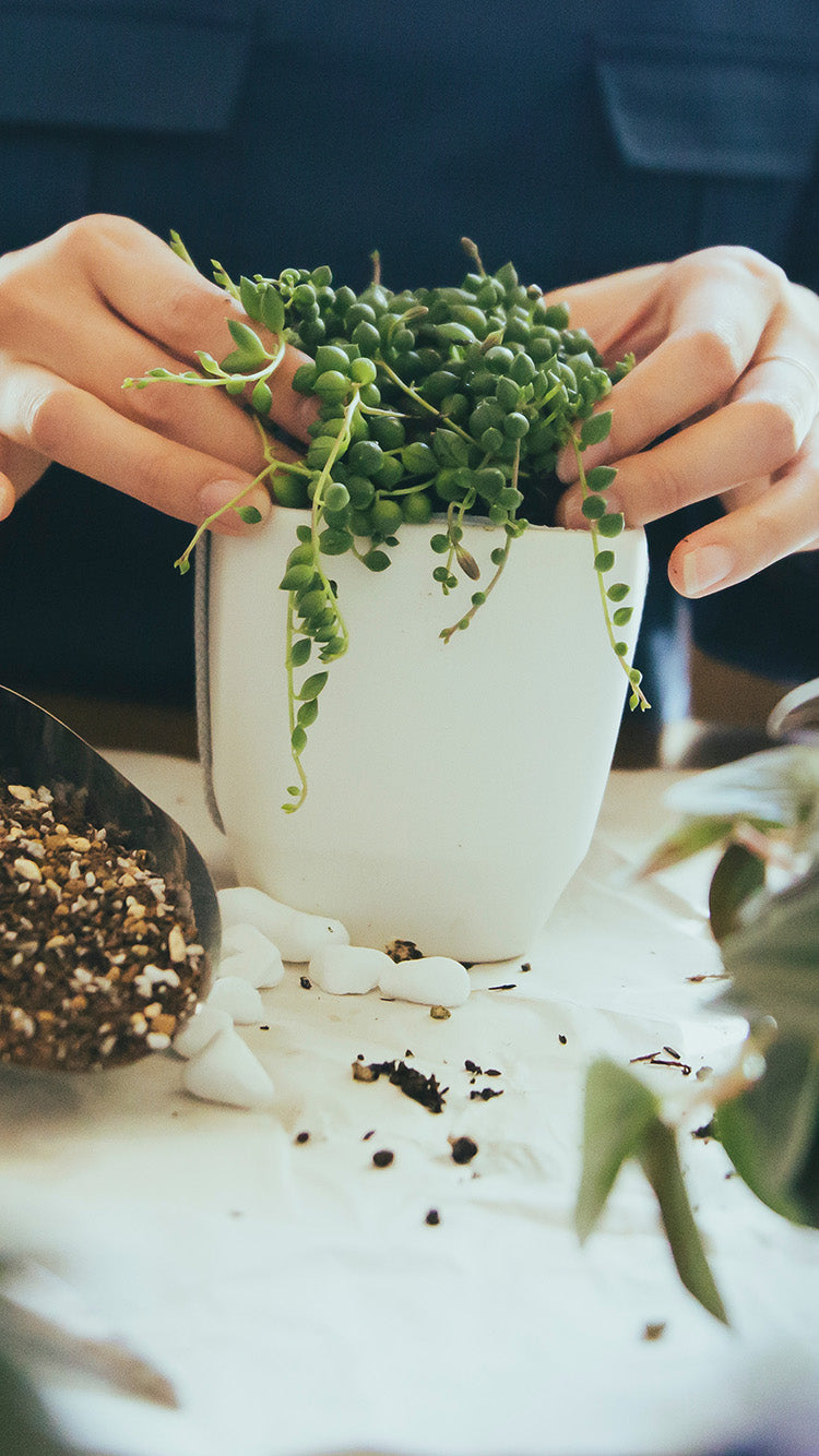 APEROHYLE | 世界の植物と昆虫のお店 – アぺロ・ヒュ―レ